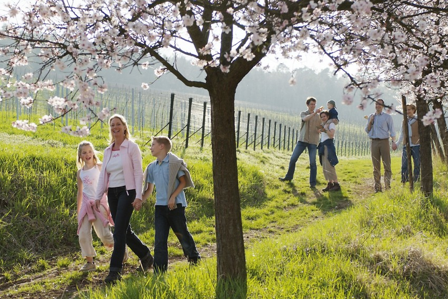 Wandergruppe in Weinbergen