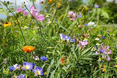 blumenwiese