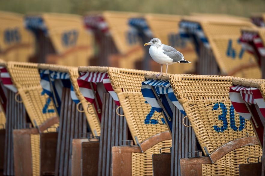 nummerierte Strandk&ouml;rbe in einer Reihe, auf einem Strandkorb sitzt eine M&ouml;we