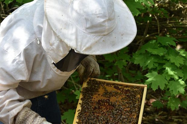IHK Bienen 2