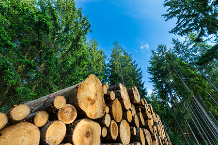 Gefällte Bäume im Wald