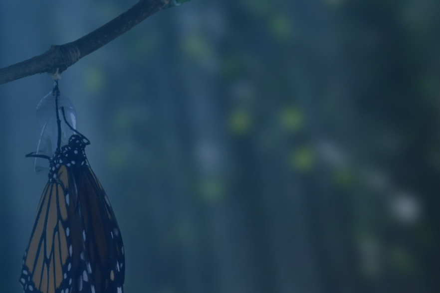 schmetterling