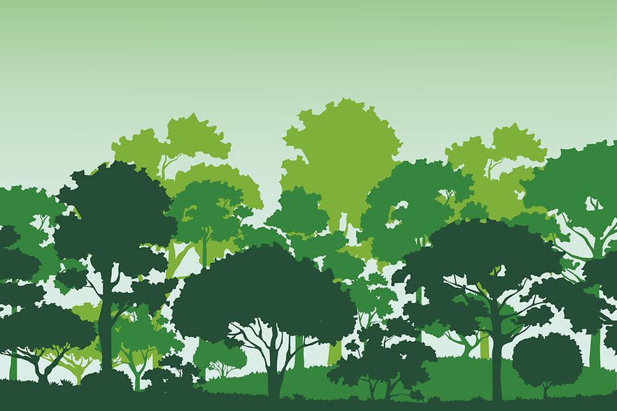 Wald_AdobeStock_327488757