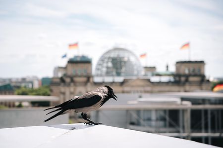 Reichtstagsgeb&auml;ude mit einer Nebelkr&auml;he im Vordergrund