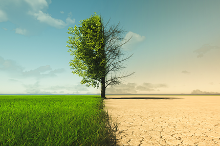 zweigeteiltes Bild, links grüne Wiese und ein grüne Baum-Hälfte, rechts eine Wüstenlandschaft