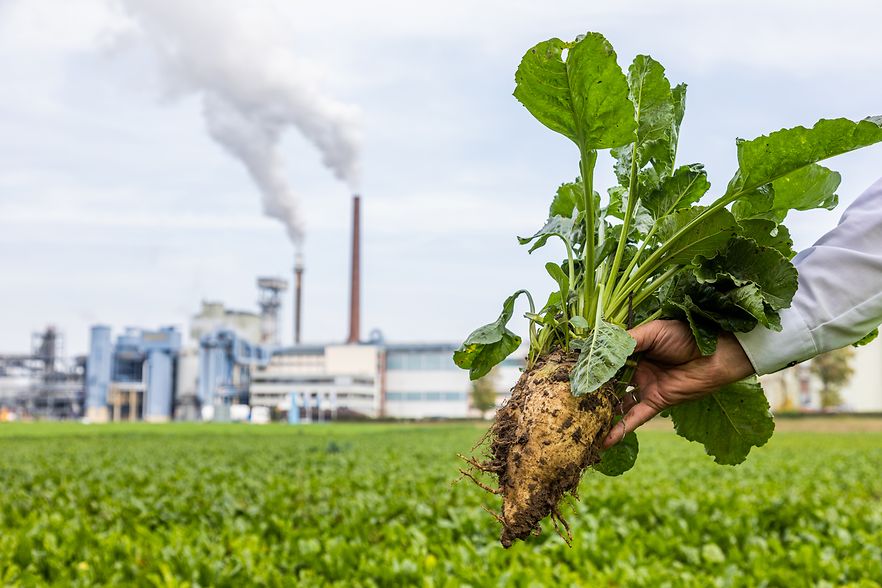 Hand h&auml;lt eine frisch geerntete Zuckerr&uuml;be &uuml;ber einem Feld, im Hintergrund eine Industrieanlage mit rauchenden Schornsteinen.