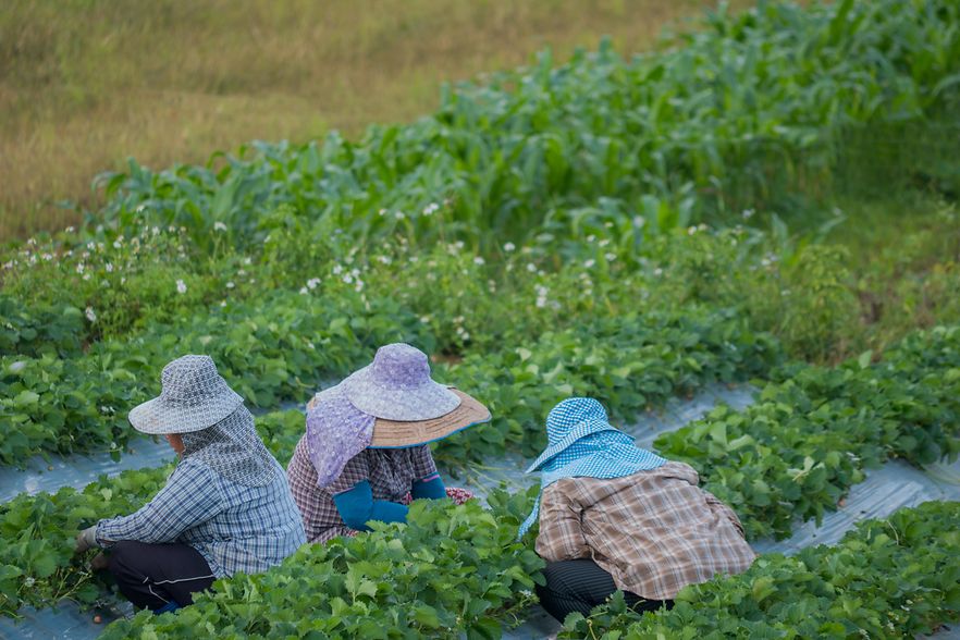 Workers working in strawberry field at Chieng Rai Thailand